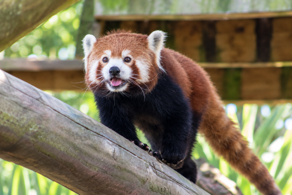 Red Panda